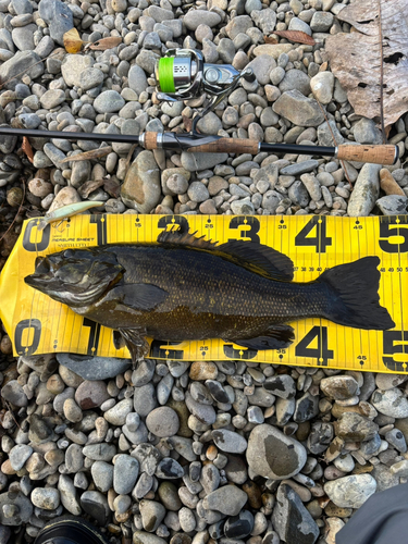 スモールマウスバスの釣果