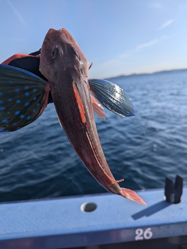 ホウボウの釣果