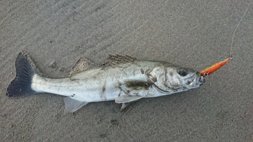 セイゴ（マルスズキ）の釣果