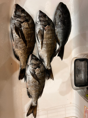 クロダイの釣果