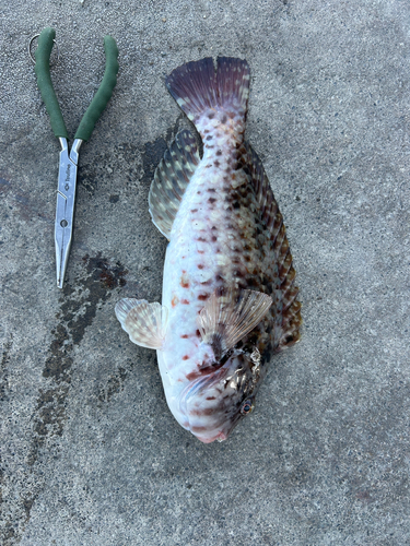 ブダイの釣果