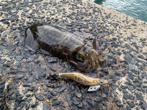 アオリイカの釣果