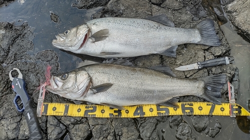 ヒラスズキの釣果