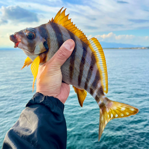 タカノハダイの釣果