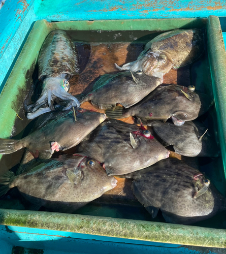 カワハギの釣果