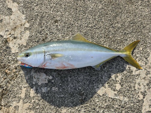 ツバスの釣果