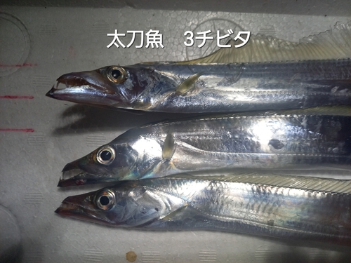 タチウオの釣果