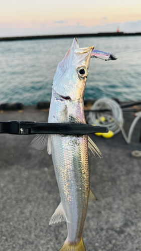 カマスの釣果