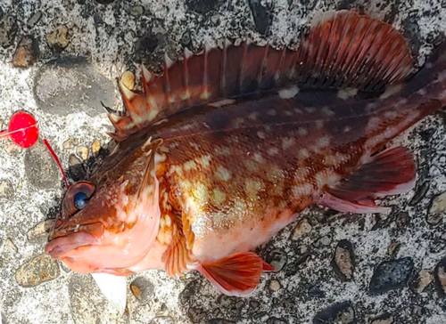 カサゴの釣果