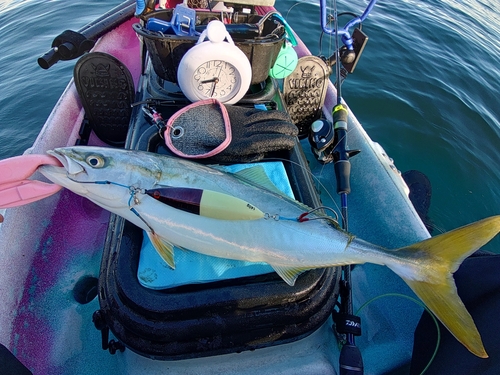 イナダの釣果