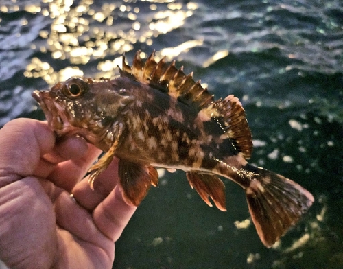 カサゴの釣果