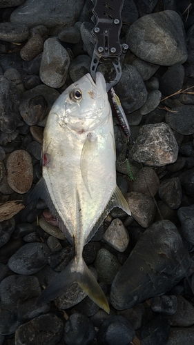 メッキの釣果