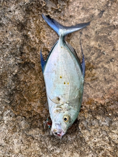 ナンヨウカイワリの釣果