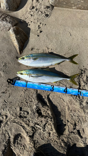 イナダの釣果