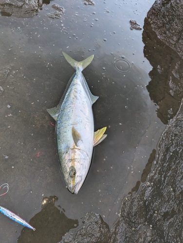 ヒラマサの釣果