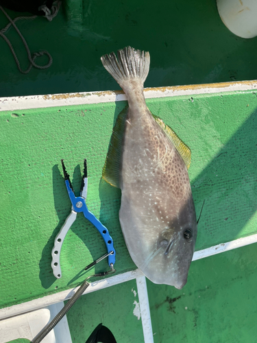 ウスバハギの釣果