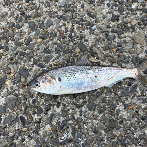 コノシロの釣果