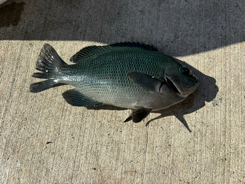 メジナの釣果