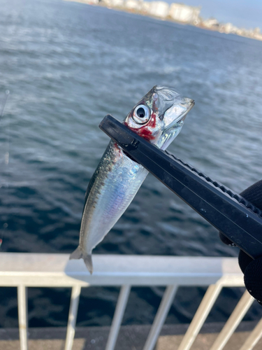 イワシの釣果