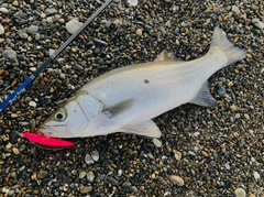 ヒラスズキの釣果