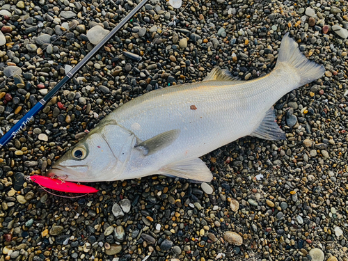 ヒラスズキの釣果