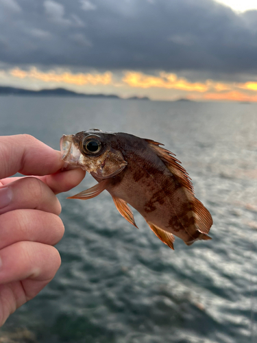 アカメバルの釣果