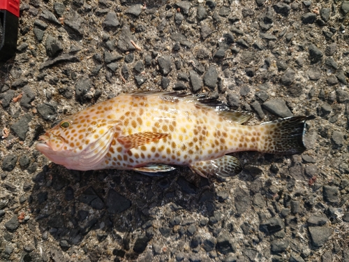 オオモンハタの釣果