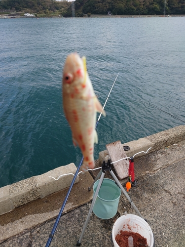 ヒメジの釣果