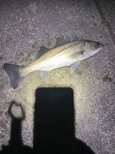 スズキの釣果