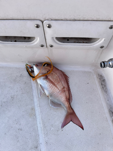 マダイの釣果