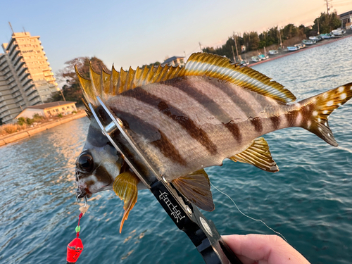 タカノハダイの釣果