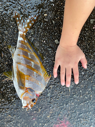 タカノハの釣果