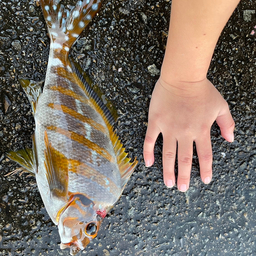 タカノハ