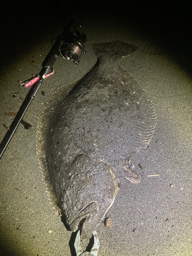 ヒラメの釣果