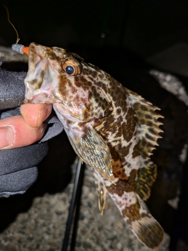 タケノコメバルの釣果