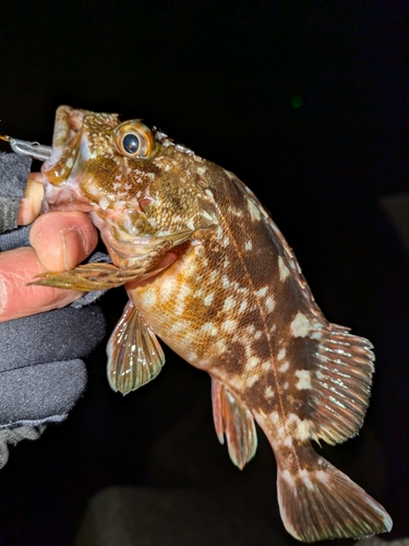 カサゴの釣果