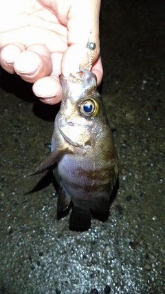 メバルの釣果