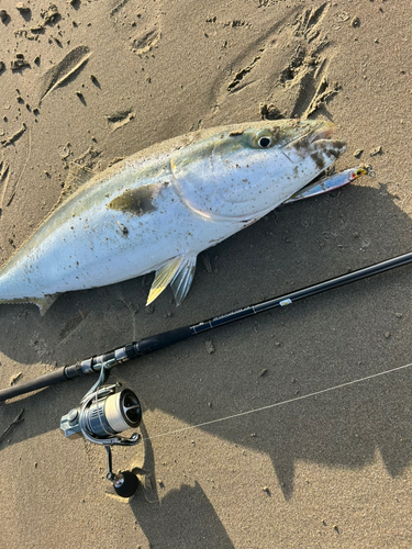 ブリの釣果