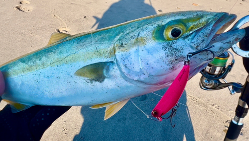 イナダの釣果