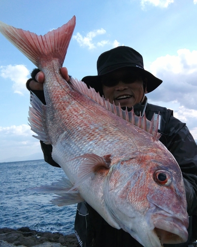 マダイの釣果