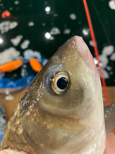 フナの釣果