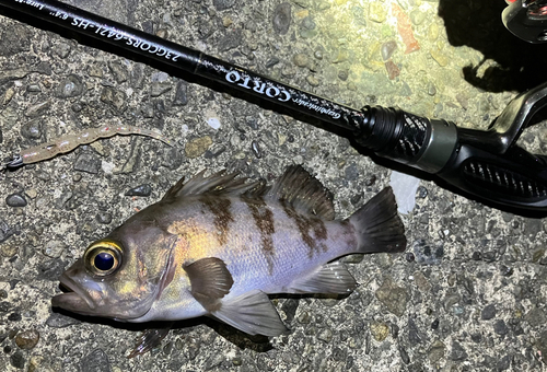 シロメバルの釣果