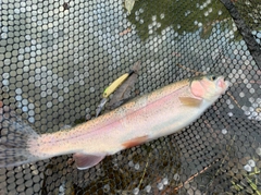 ニジマスの釣果