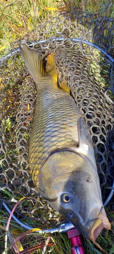 コイの釣果