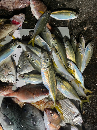 アジの釣果