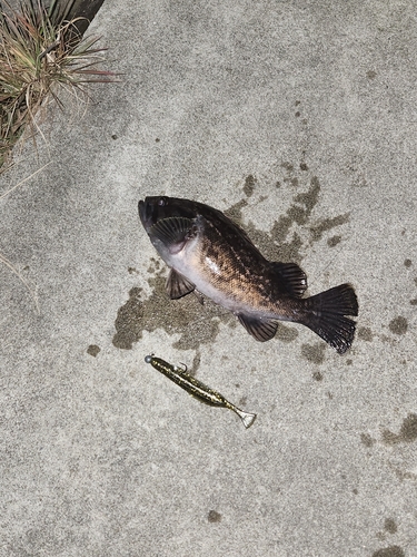 クロソイの釣果