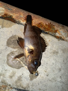 メバルの釣果