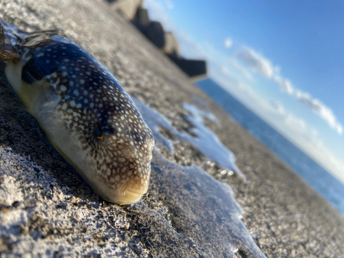 フグの釣果