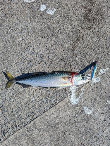 サバの釣果