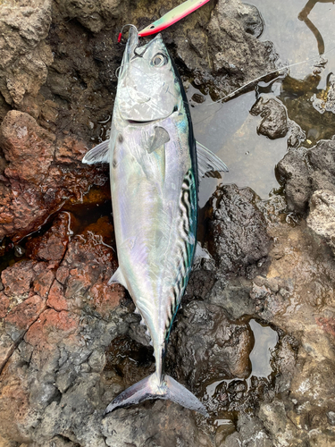 カツオの釣果